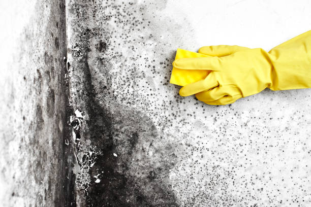 Best Fast Mold Removal  in Howard City, MI
