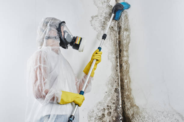 Best Certified Mold Removal  in Howard City, MI