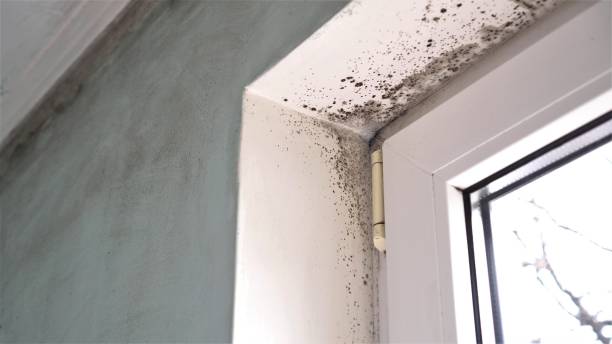 Best Office Mold Removal Services  in Howard City, MI