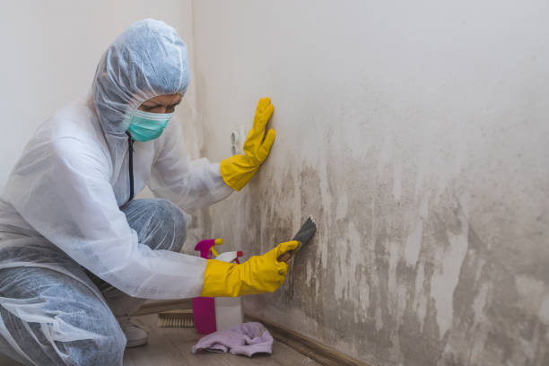 Best Black Mold Removal  in Howard City, MI