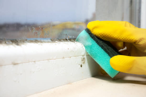 Best Professional Mold Removal  in Howard City, MI