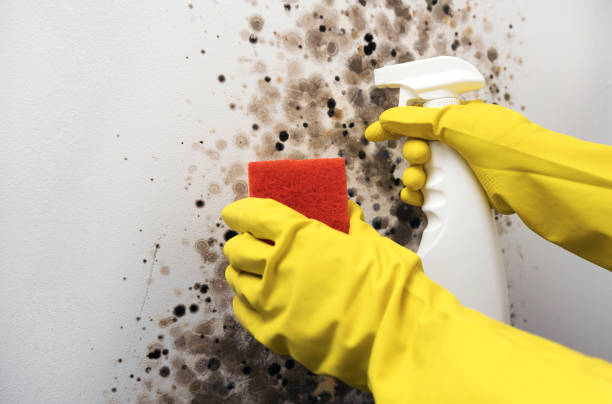 Best Commercial Mold Removal  in Howard City, MI