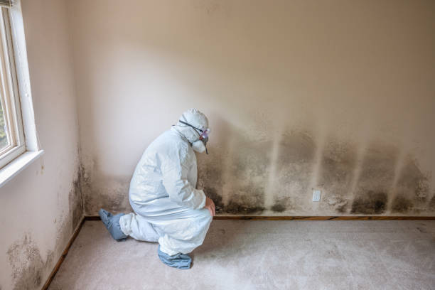 Best Mold Remediation Experts  in Howard City, MI