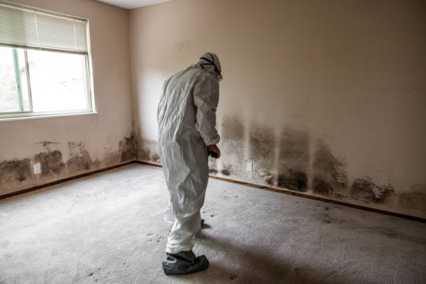 Best Local Mold Removal Service  in Howard City, MI