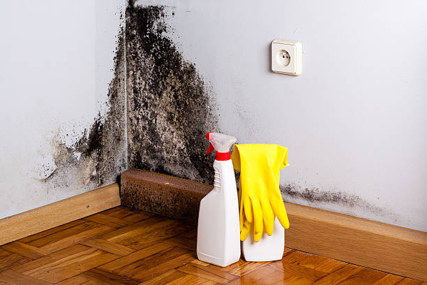 Best Office Mold Removal Services  in Howard City, MI