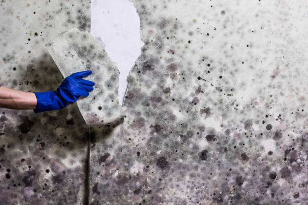  Howard City, MI Mold Removal Pros
