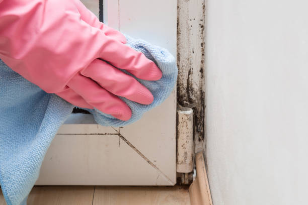 Best Same-Day Mold Removal  in Howard City, MI