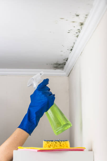 Best Residential Mold Removal  in Howard City, MI